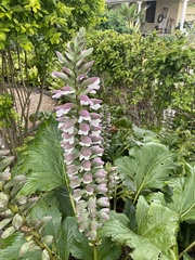 Acanthus