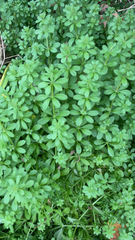 Galium aparine