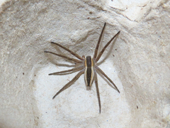 Pisaurina brevipes