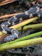 Lampropeltis getula