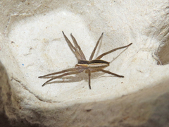 Pisaurina brevipes