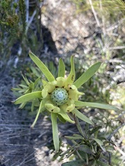 Leucadendron meridianum