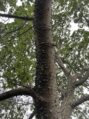 Ceiba
