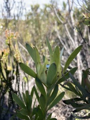 Leucadendron meridianum