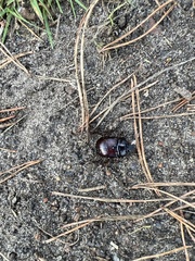 Typhaeus typhoeus