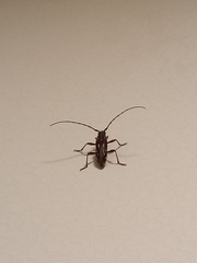 Ambonus distinctus
