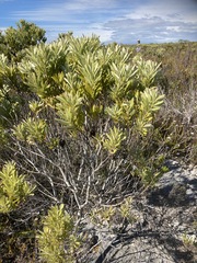 Leucadendron meridianum