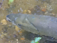 Oncorhynchus keta