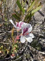 Pelargonium elegans