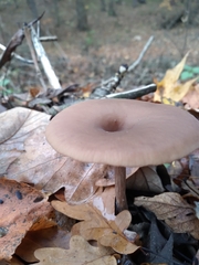 Pseudoclitocybe