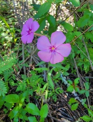 Phlox drummondii