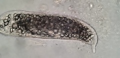 Rhinothrix porculus