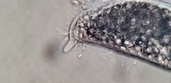 Rhinothrix porculus