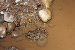 Pelophylax saharicus