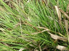 Dichanthelium laxiflorum