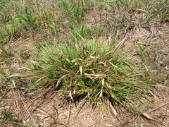 Dichanthelium laxiflorum