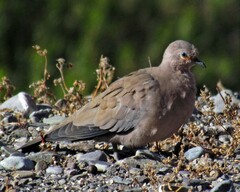 Metriopelia melanoptera