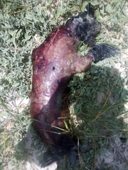 Arctocephalus pusillus pusillus