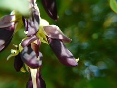 Mucuna pruriens