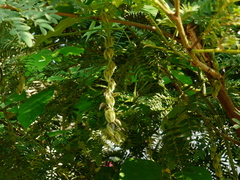 Mucuna pruriens