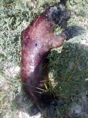 Arctocephalus pusillus pusillus