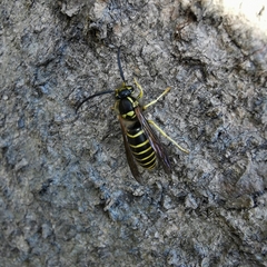 Vespula koreensis