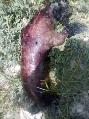 Arctocephalus pusillus pusillus