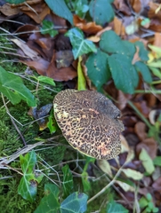 Xerocomellus chrysenteron