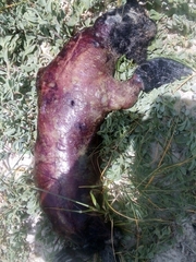 Arctocephalus pusillus pusillus