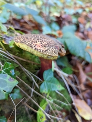 Xerocomellus chrysenteron