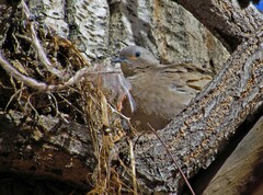 Metriopelia melanoptera