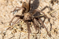 Aphonopelma iodius