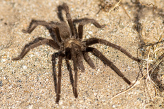 Aphonopelma iodius