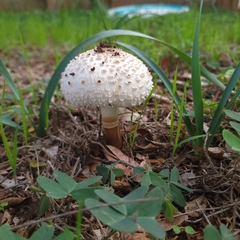 Saproamanita vittadinii