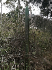 Trichocereus macrogonus