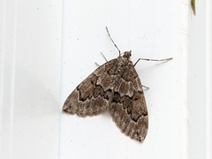 Thera juniperata
