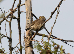 Glaucidium gnoma