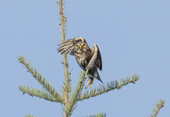 Glaucidium gnoma