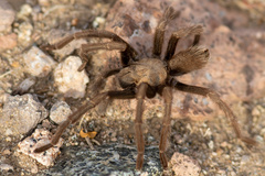 Aphonopelma iodius