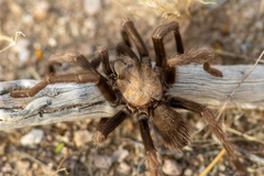 Aphonopelma iodius