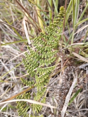 Myriopteris myriophylla