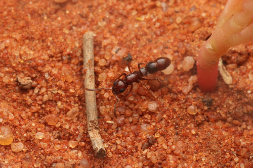 Lioponera variansLioponera varians