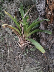 Tillandsia lajensis