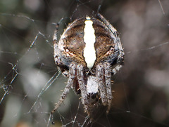 Agalenatea redii