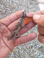 Anolis sulcifrons