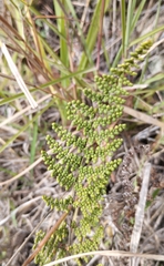 Myriopteris myriophylla