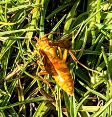 Polistes wattii