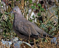 Metriopelia melanoptera