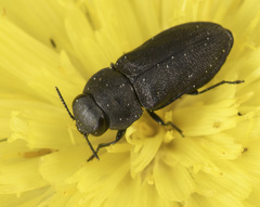 Anthaxia quadripunctata
