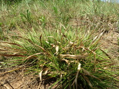 Dichanthelium laxiflorum